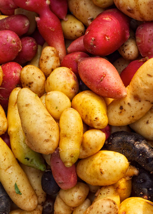 potato varieties